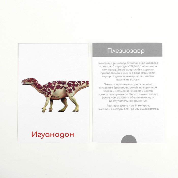 Обучающие карточки по методике Глена Домана Динозавры 4850742 (Вид 5)