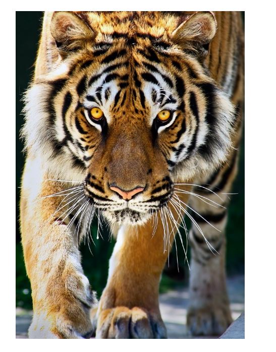 Палитра. Холст с краск. 30х40 см по номер. в кор. Настороженный красивый тигр (Арт. ХК-8571)