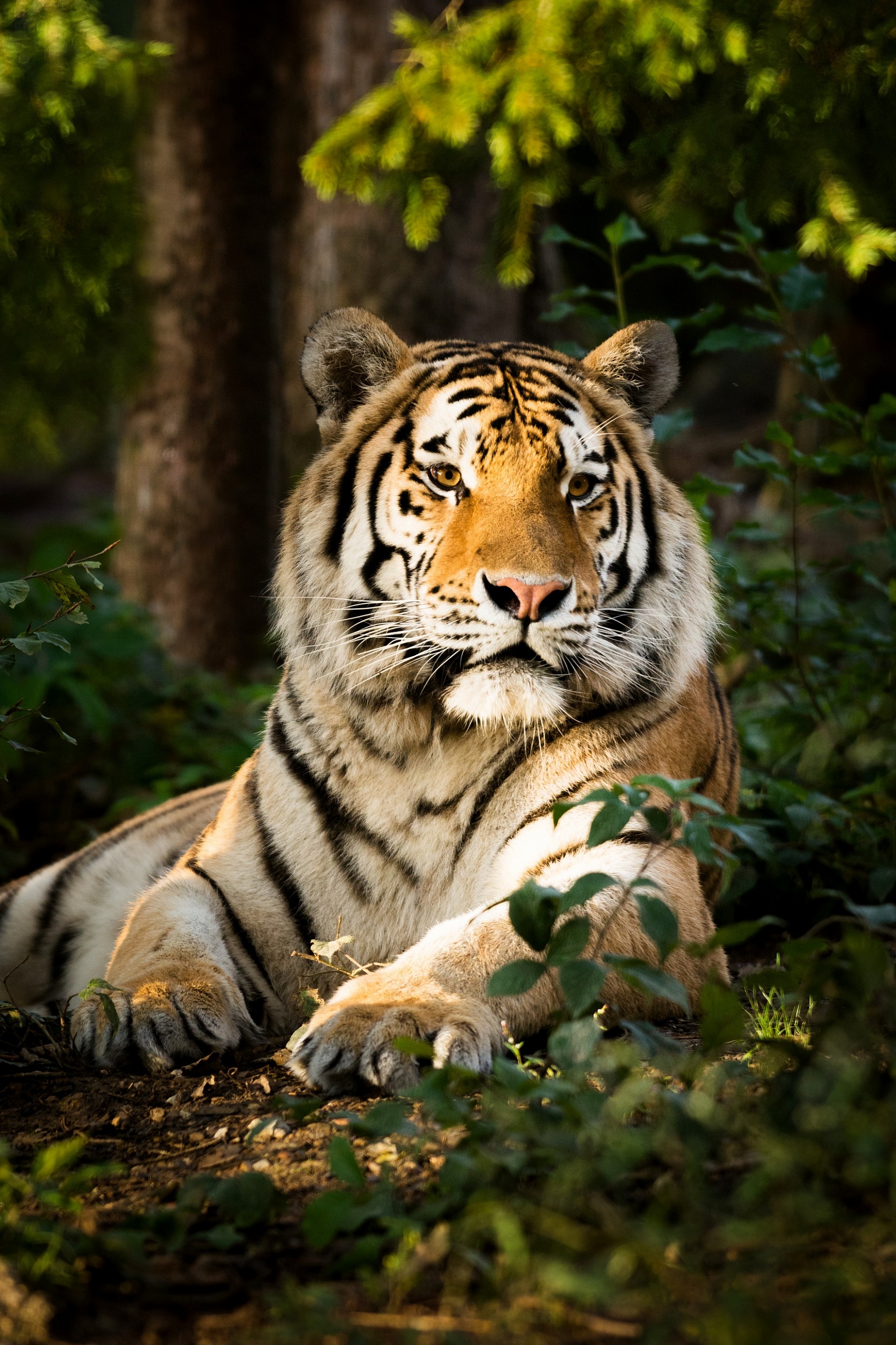 Холст с красками 40х50 см по номерам (в коробке) (20цв.) Тигр в вечернем лесу (Арт. Х-2991)