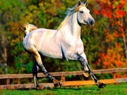 Холст с красками 22х30 см по номерам. Белая лошадь. Арт. HS036 (Вид 1)