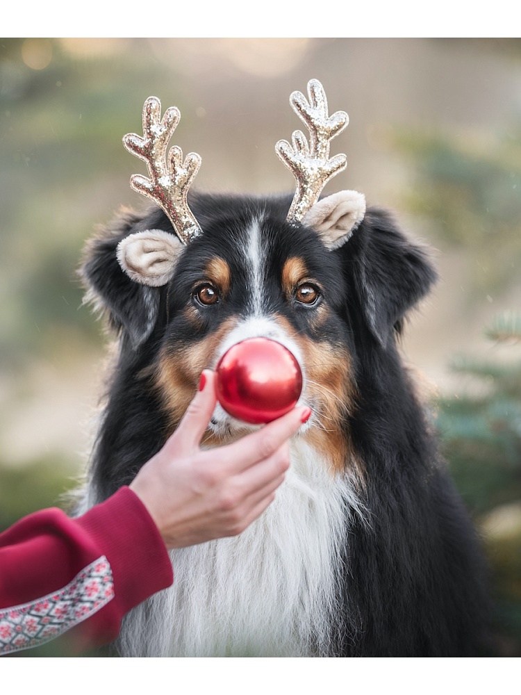 Холст с красками 22х30 см по номерам в коробке (16цв.) Пёс - красный нос (арт. Х-7553)