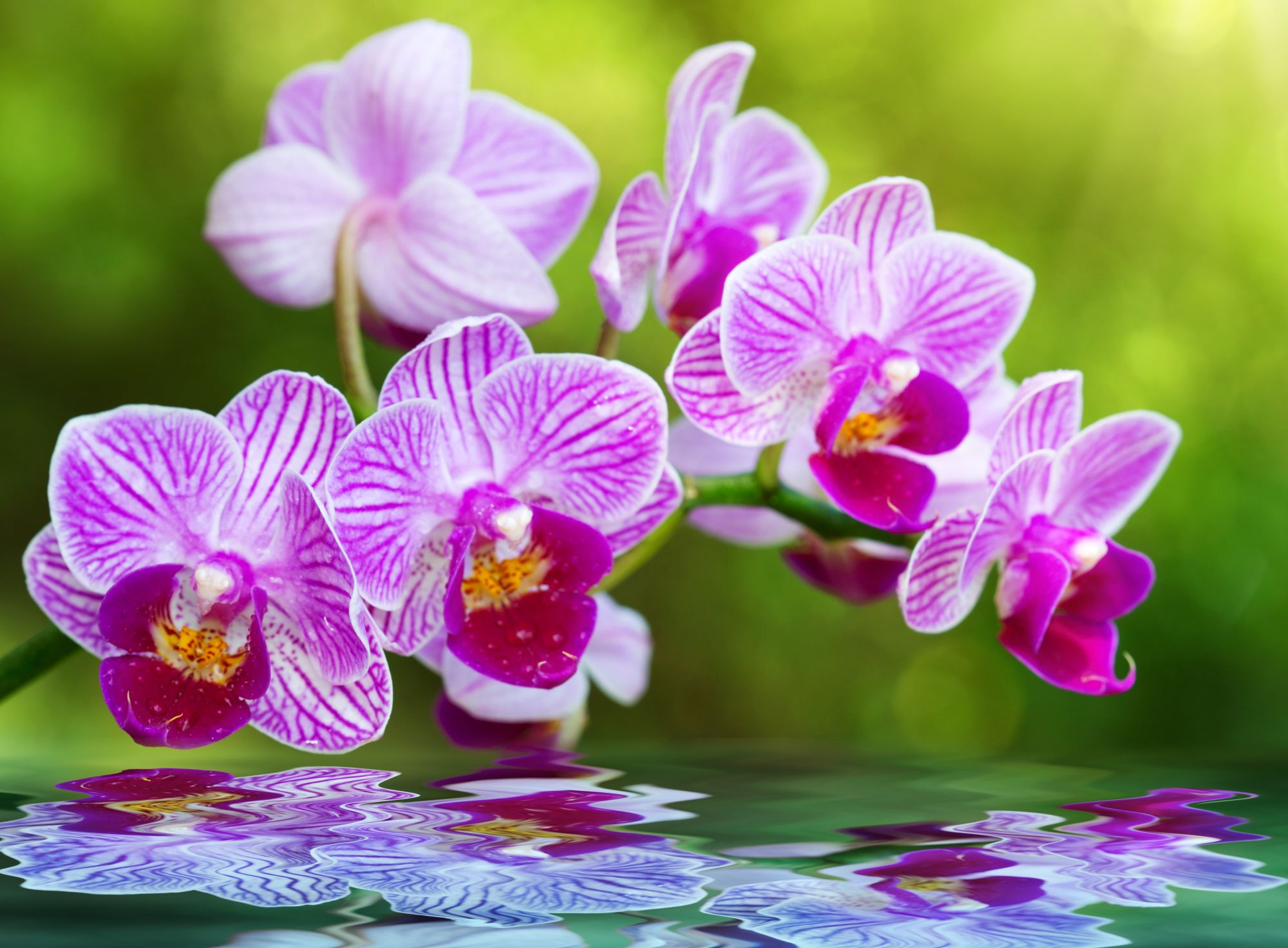 Холст с красками по номерам 22х30 см. Розовые орхидеи  (Арт. HS318) (Вид 1)