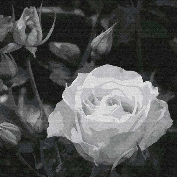 Набор ДТ Картина по номерам Белая роза 30*30 см KHM0035