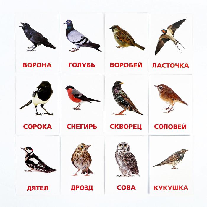 Обучающие карточки по методике Г. Домана Птицы России, 3+ 1716782 (Вид 3)
