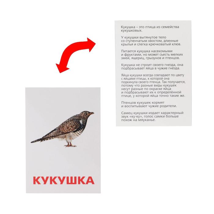 Обучающие карточки по методике Г. Домана Птицы России, 3+ 1716782 (Вид 4)