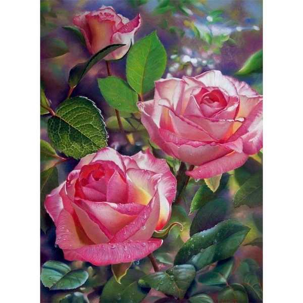 Картина по номерам  Нежные розы,  40х50 см