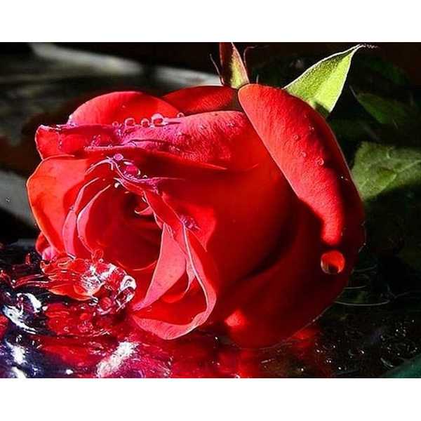 Алмазная мозаика на подрамнике Красная роза в воде,   40х50 см