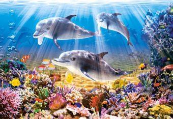 Пазлы 500 Дельфины (Вид 1)