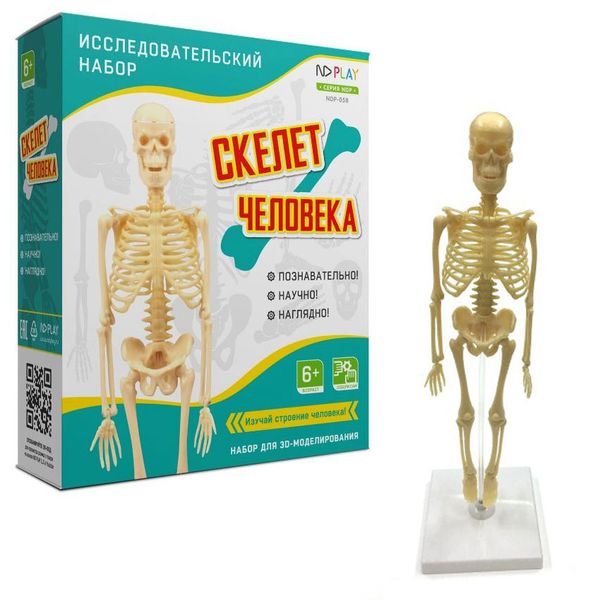 Набор исследовательский Скелет человека (Вид 1)