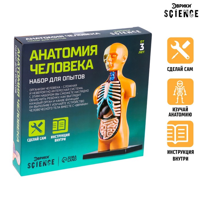 ЭВРИКИ Научный опыт Анатомия человека №SL-01927   3690720 (Вид 1)