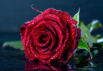 Холст с красками по номерам 22х30 см. Красная роза с каплями росы (Арт. HS263) (Вид 1)