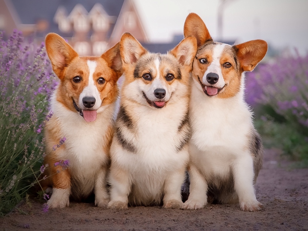 Холст с красками 30х40 см по номерам (в коробке) (30цв.) Три корги на прогулке (Арт.Х-4163)