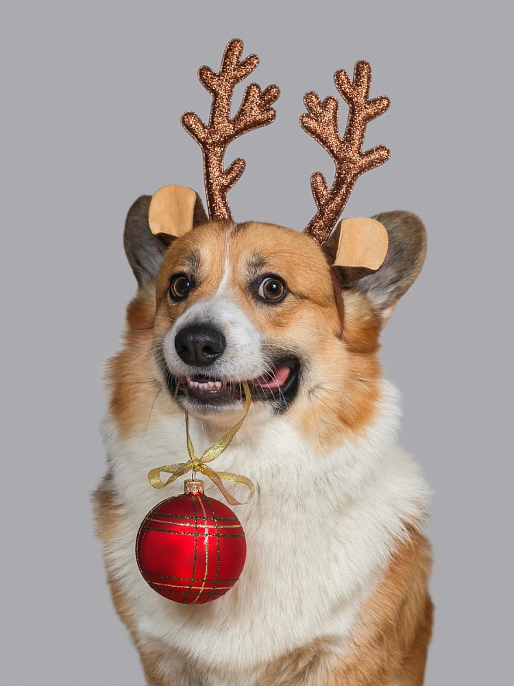 Алмаз. моз. (блест.) 22х32 см c подр., с полн. заполн.(24цв) Удивлённый корги (Арт. НД-7623)