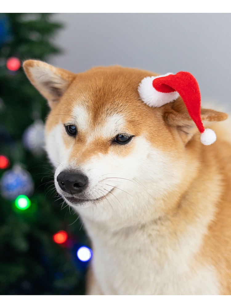 Алмаз. моз. (блест.) 17х22 см c подр., с полн. заполн.(20цв) Сиба-ину в колпаке (Арт. НД-7600)