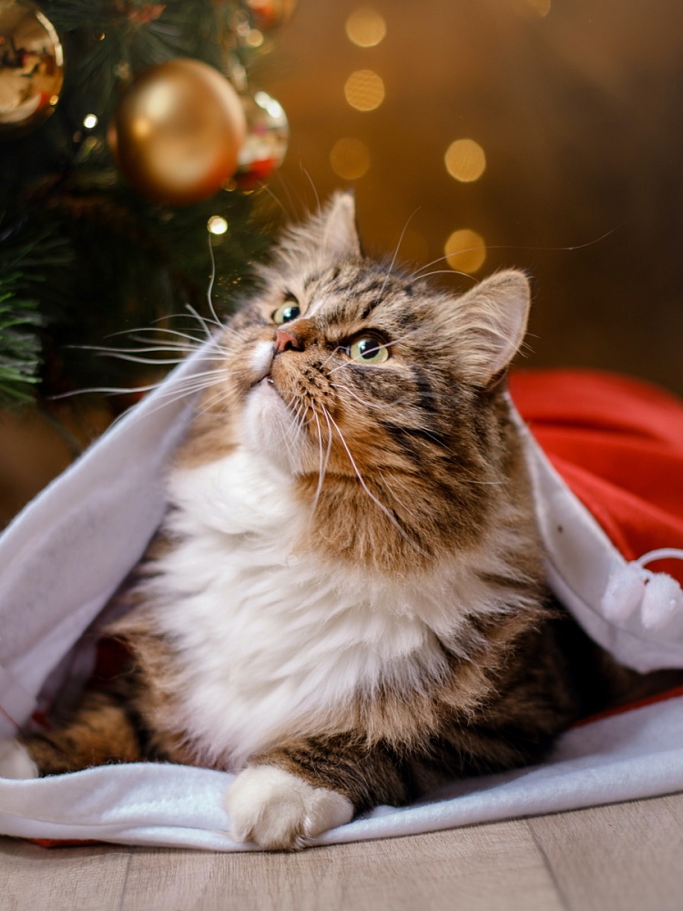 Алмаз. моз. (блест.) 30х40 см c подр., с полн. заполн.(30цв) Усатый подарок (Арт. НД-7632)