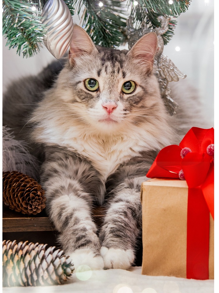 Алмаз. моз. (класс.) 17х22 см c подр., с полн. заполн.(20цв) Кот под ёлкой (Арт. НД-7609)