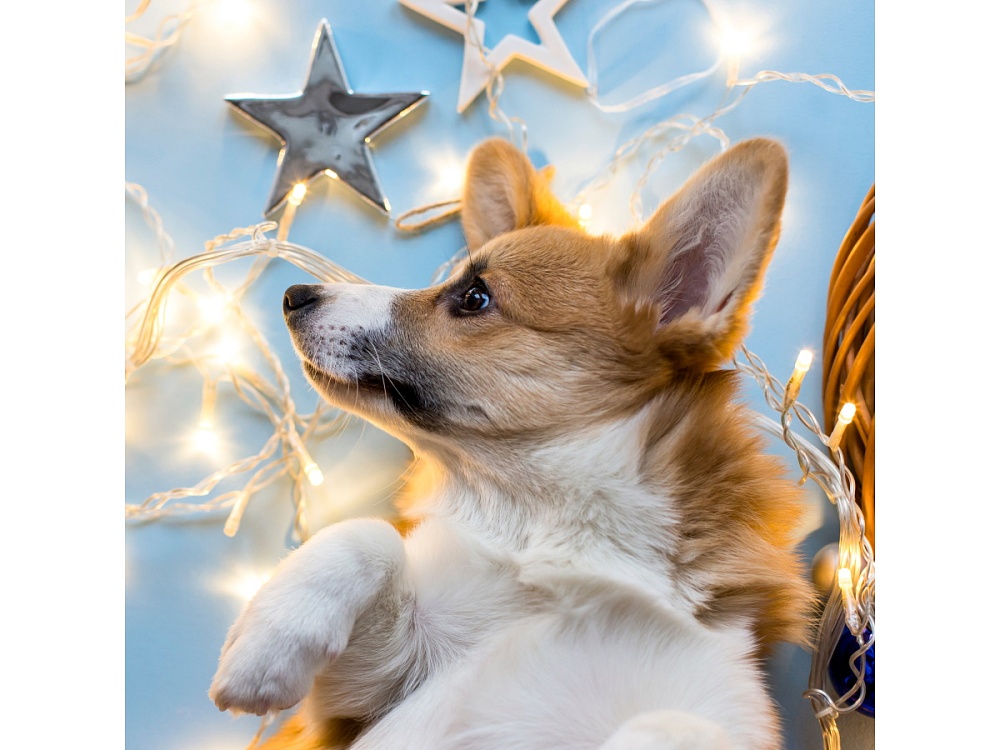 Алмаз. моз. (класс.) 20х20 см c подр., с полн. заполн.(24цв) Корги в звездах. (Арт. НД-7620)