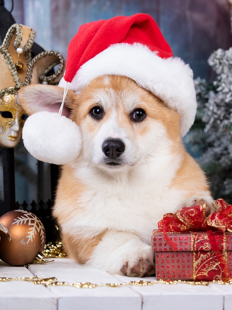 Алмаз. моз. (класс.) 22х32 см c подр., с полн. заполн.(24цв) Корги с подарком (Арт. НД-7631)