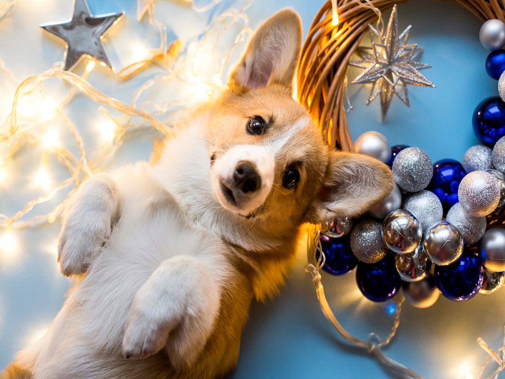 Холст с красками 40х50 см по номерам в коробке (30цв.) Корги в украшениях (арт. Х-7573)